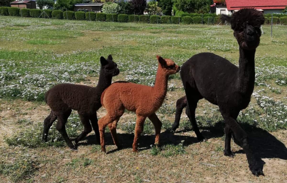 Alpakas vom Roten Berg 2020_01 Alpakafarm Thüringen "Alpakas vom Roten Berg" für Kindergeburtstag