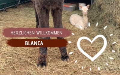 Weißes Alpakababy trotz dunkler Eltern & Großeltern