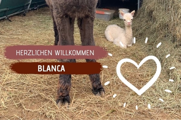 Weißes Alpakababy trotz dunkler Eltern & Großeltern