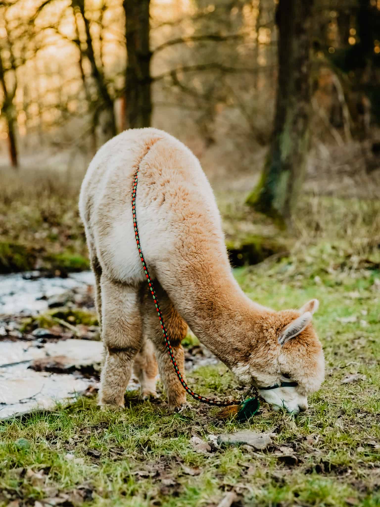 Alpakafarm Thüringen "Alpakas vom Roten Berg"