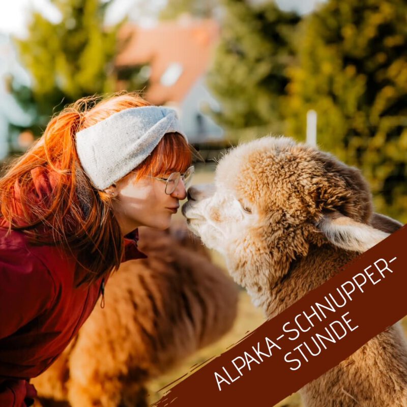 12.04.2025 - 13:30 Uhr - Alpaka-Schnupperstunde