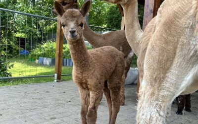 Neues Alpakafohlen bei den Alpakas & Lamas vom Roten Berg