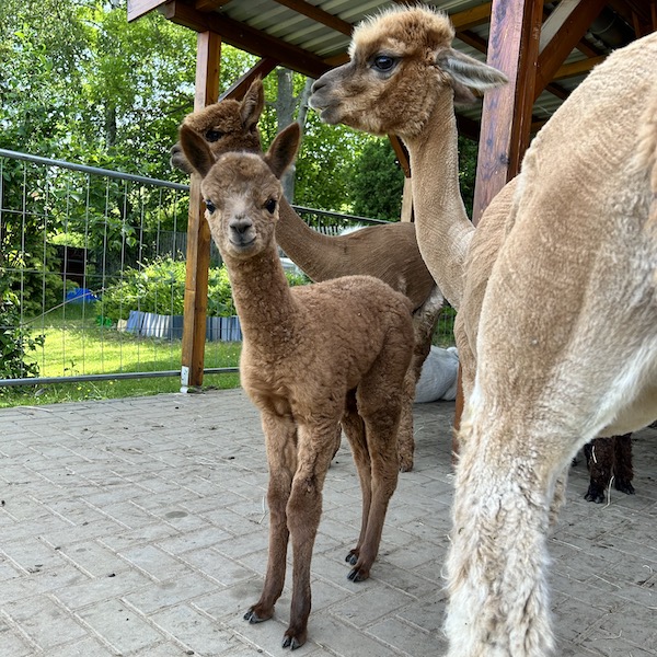 Neues Alpakafohlen bei den Alpakas & Lamas vom Roten Berg