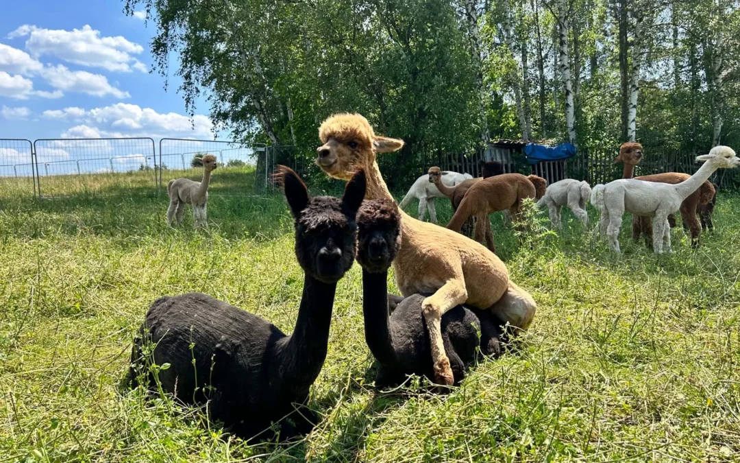 2 weitere Alpakafohlen geboren