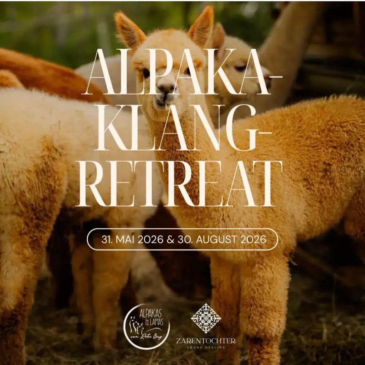 Alpakawanderung Winter