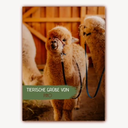 Pino Postkarte Alpakas & Lamas vom Roten Berg